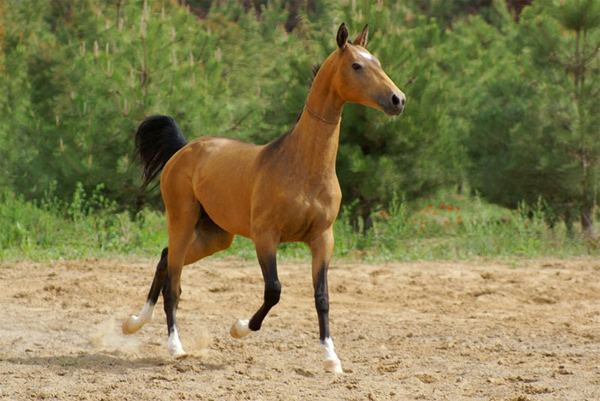 Akhaltekin Horse